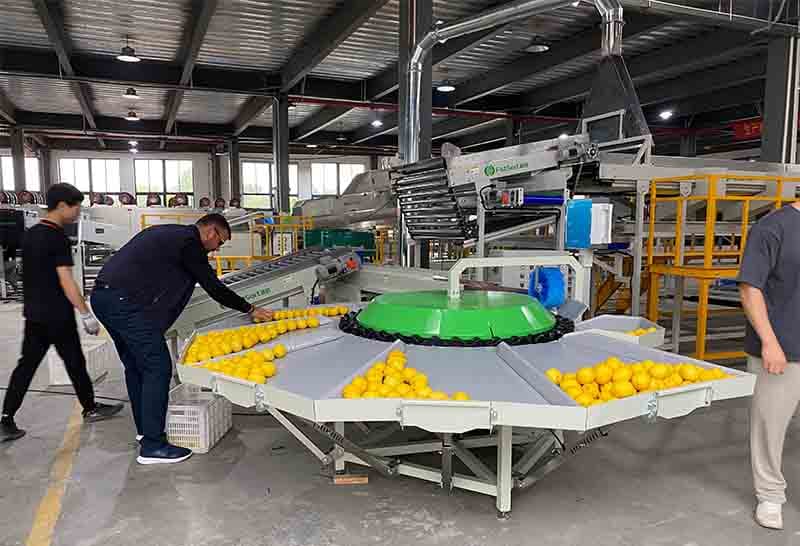images/1716449457475fruit weight sorter.jpg